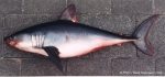 Lamniformes