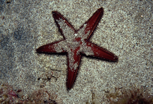 Astropecten africanus