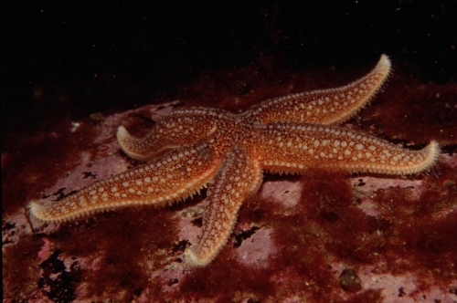 Asterias rubens