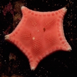 Asteroidea (starfish)