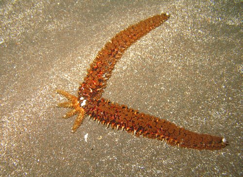 Coscinasterias tenuispina