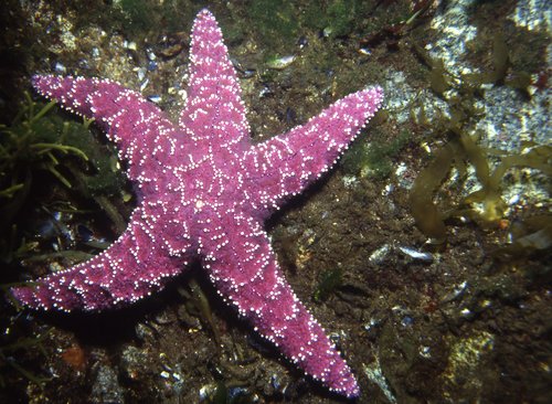 Pisaster ochraceus British Columbia, Canada