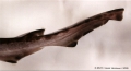 Carcharhiniformes