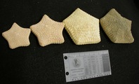 Culcita size range, author: Mah, Christopher