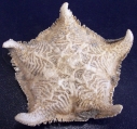 Porania antarctica aboral surface, author: Mah, Christopher