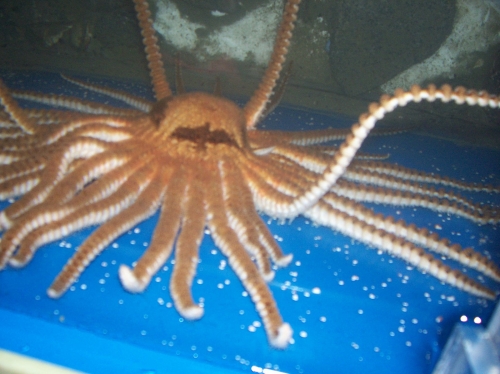 Labidiaster annulatus from tank in Palmer Station, Antarctic Peninsula