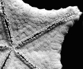 Asteroidea (starfish)