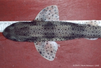 Scyliorhinus canicula (Linnaeus, 1758) 