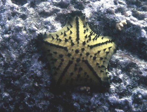 Nidorellia armata from Galapagos Islands.