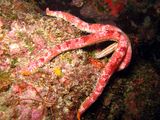 Copidaster schismochilus from the Cape Verde Islands, author: Wirtz, Peter