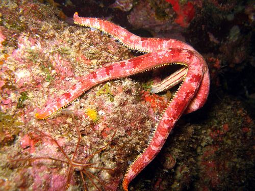 Copidaster schismochilus from the Cape Verde Islands