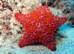 Asteroidea (starfish)