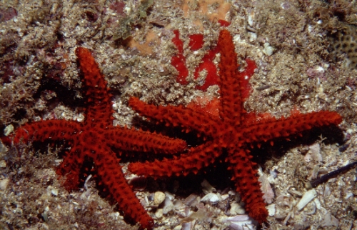 Echinaster (Othilia) echinophorus from Brazil