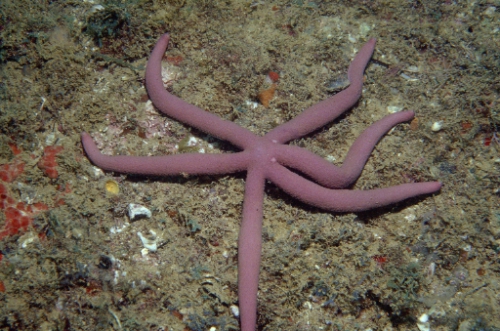 Linckia guildingi from Brazil