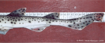 Scyliorhinus canicula (Linnaeus, 1758) 