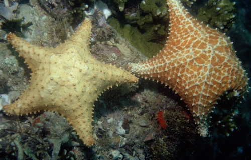 Oreaster reticulatus from Brazil