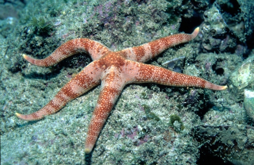 Narcissia trigonaria from Brazil