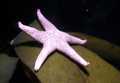 Asteroidea (starfish)