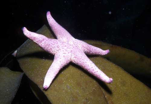 Henricia oculata from the Isle of Man