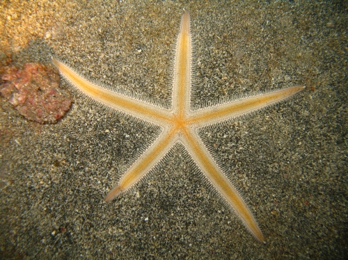 Luidia atlantidea from the Cape Verde Islands