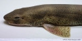 Carcharhiniformes