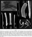 Rhabderemia uruguaiensis spicules, author: van Soest, Rob