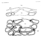 Halisarca rubra cross section, author: van Soest, Rob