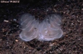 Phoronida (horseshoe worms)