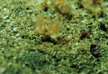 Phoronopsis harmeri