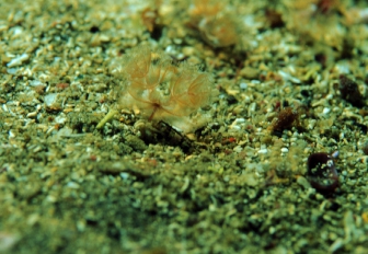 Phoronopsis harmeri Phoronopsis harmeri