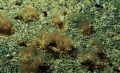 Phoronopsis harmeri