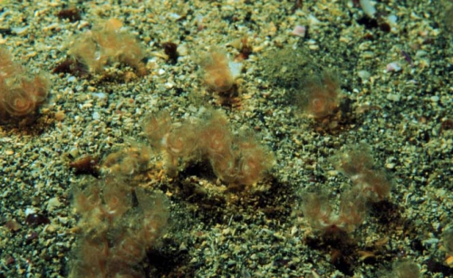 Phoronopsis harmeri Phoronopsis harmeri
