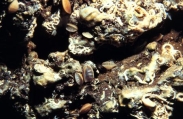 Megathiris detruncata from Madeira, author: Wirtz, Peter