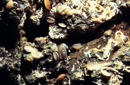 Megathiris detruncata from Madeira Megathiris detruncata from Madeira