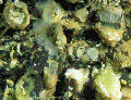 Thecidellina williamsi from Cape Verde islands