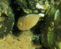 Brachiopoda (lamp shells)