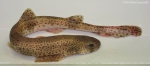 Carcharhiniformes
