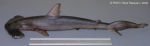Carcharhiniformes