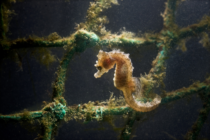 Hippocampus hippocampus Hippocampus hippocampus