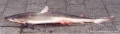 Galeorhinus galeus (Linnaeus, 1758) 
