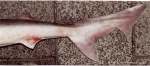 Carcharhiniformes