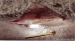 Carcharhiniformes
