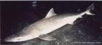 Carcharhiniformes