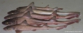 Carcharhiniformes