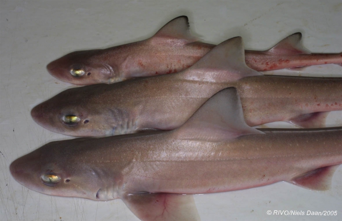 Mustelus mustelus (Linnaeus, 1758) Mustelus mustelus (Linnaeus, 1758)