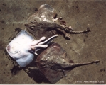 Amblyraja radiata (Donovan, 1808), author: RIVO/Henk Henssen/2005