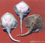 Rajiformes