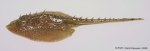 Rajiformes