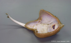 Amblyraja radiata (Donovan, 1808) 