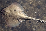 Species